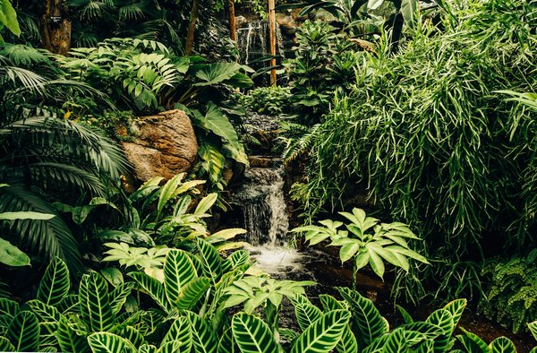 Quels sont les meilleurs itinéraires pour une randonnée en forêt tropicale en Costa Rica?