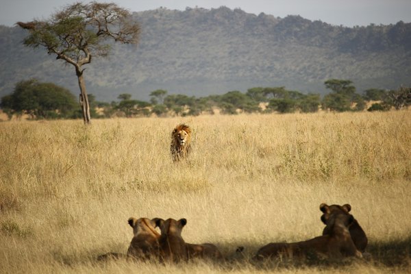 Quels sont les meilleurs spots pour observer les lions dans le Serengeti, Tanzanie : périodes et équipements ?
